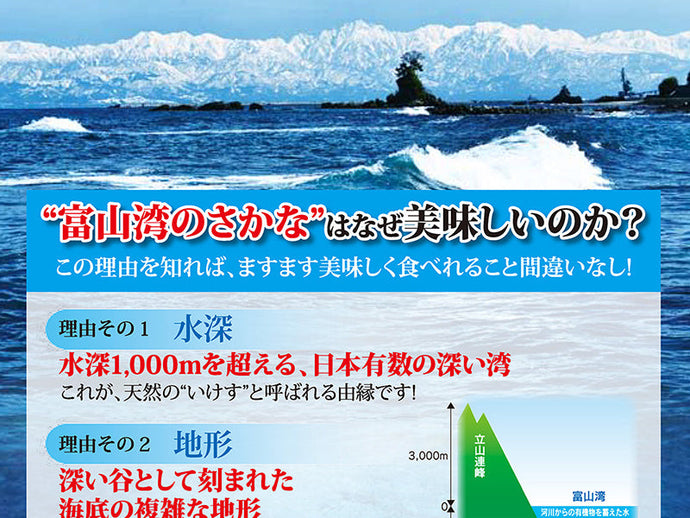 “富山湾のさかな”はなぜ美味しいのか？