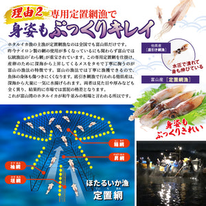 ほたるいかキムチ 極上［1セット:2ケース］〖冷凍品〗