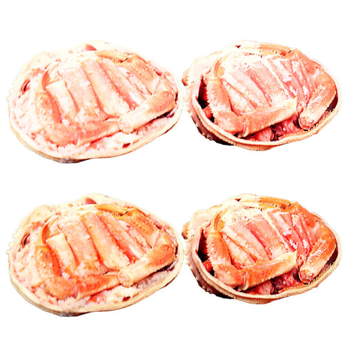 香箱ガニ甲羅盛り［ファミリーパック：4ハイ］【冷蔵品】≪ご自宅用：ご注文者本人宅への配送限定≫（他地域名：セイコガニ・セコ蟹・親がに・コッペガニ）