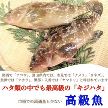 画像をギャラリービューアに読み込む, キジハタ昆布締め ［アコウ］〖冷凍品〗≪包装熨斗対応可≫