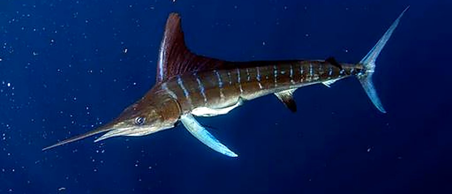 富山で「サス」と呼ばれる天然マカジキ（真カジキ）。深い青の海を泳ぐ姿と、体側に浮かぶ縞模様