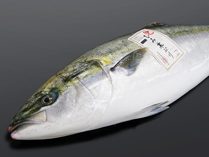 ひみ寒ぶり［8kg～9kg台］ 出荷時：1尾そのまま＜未解体＞ 【生鮮・生もの・冷蔵】（宣言期間外：氷見寒ブリ）