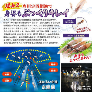 富山湾のホタルイカは、専用定置網漁で獲られているので身姿もぷっくりキレイ